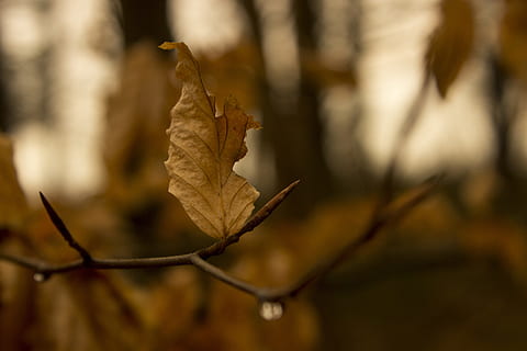 Blattfeder, Frühling, Zweig, Baum, braun, Blatt, Frühling, Ast, ästhetisch, Natur, Herbst, Fokus auf den Vordergrund, Nahansicht, keine Leute, Pflanzenteil, trocken, Veränderung, Tag, Pflanze, Verletzlichkeit, Zerbrechlichkeit, draußen, selektiver Fokus, Blattvene, Schönheit in der Natur, Blätter, natürlicher Zustand, Ahornblatt, getrocknet, 5K, CC0, gemeinfrei, lizenzfrei