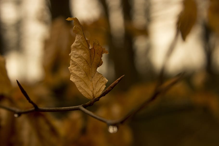 Blattfeder, Frühling, Zweig, Baum, braun, Blatt, Frühling, Ast, ästhetisch, Natur, Herbst, Fokus auf den Vordergrund, Nahansicht, keine Leute, Pflanzenteil, trocken, Veränderung, Tag, Pflanze, Verletzlichkeit, Zerbrechlichkeit, draußen, selektiver Fokus, Blattvene, Schönheit in der Natur, Blätter, natürlicher Zustand, Ahornblatt, getrocknet, 5K