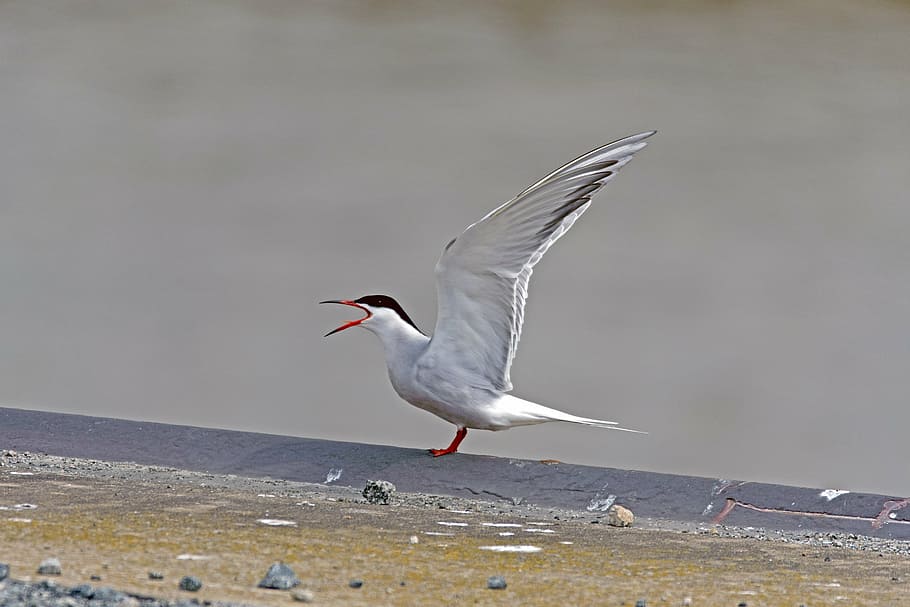 estern del riu, tern, ocell, animals a la natura, fauna animal, temes d'animals, animal, vertebrats, volant, un animal, ales separades, longitud completa, gavina, cap gent, naturalesa, dia, aigua, platja, terra, a l'aire lliure, mar, 5K