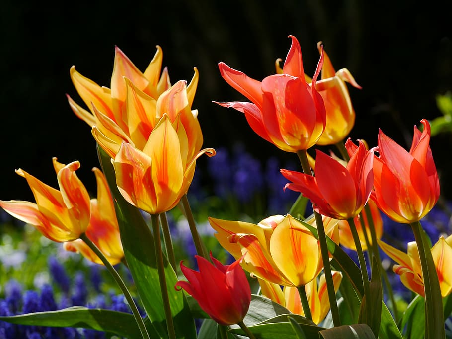gul, rød, blomstrede blomster, tulipaner, fjeder seng, orange, flamed, drue hyacint, baglygte, flora, flor, forår, tegn på foråret, seng, have, natur, tidlig blomer, kop, farverige bægre, farverig, blomst, kronblad, friskhed, skønhed i naturen, blomsterhoved, vækst, plante, skrøbelighed, tulipan, blomstrende plante, sårbarhed, tæt på, blomsterstand, ingen mennesker, fokus på forgrunden, plantestamme, Mark, orange farve, udendørs, pollen, havearbejde, blomsterseng, 4K