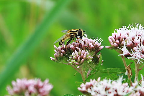 Nebel Biene, Schlammbiene, durchscheinende Bienen, keilfleckschwebfliege, Schwebfliege, Wespen fliegen, Blume, Pflanze, blühen, Natur, Grün, Flora, Wiese, Sommer-, spitze Blume, Gras, blühende Pflanze, Tierthemen, Tierwelt, Zerbrechlichkeit, Tier, Tiere in freier Wildbahn, Insekt, Verletzlichkeit, Frische, wirbellos, ein Tier, Schönheit in der Natur, Wachstum, Nahansicht, Blütenblatt, Blütenkopf, Bestäubung, Biene, keine Leute, Tierflügel, lila, 1080P, CC0, gemeinfrei, lizenzfrei