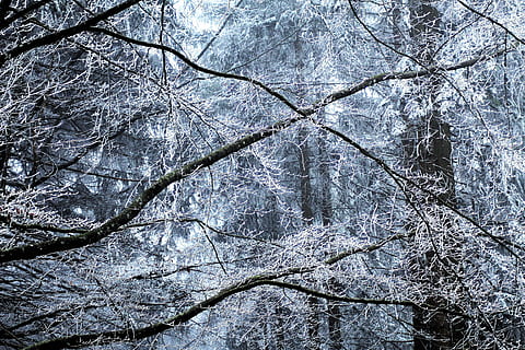 boom, natuur, achtergrond, Bos, lage hoek schot, perspectief, structuur, donker, takken, mystiek, winter, blauw, sneeuw, winters, natuur achtergrond, kunst, sfeer vol, humeur, wandelen, hike, hemel, vredig, kleur, kleurrijk, december, januari, fabriek, geen mensen, koude temperatuur, tak, land-, volledig kader, achtergronden, groei, dag, schoonheid in de natuur, lage hoekweergave, romp, boomstam, kalmte, buitenshuis, bos-, sneeuwen, Boomkap, 5K, CC0, publiek domein, royaltyvrij