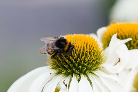 Insekt, Makro, Hummel, Bienen, Natur, Biene, Blume, Bestäubung, Pollen, Nahansicht, Tier, Pflanze, Blütenblatt, Gelb, Sommer-, einzelne Blume, blühende Pflanze, Schönheit in der Natur, Tierthemen, wirbellos, Blütenkopf, ein Tier, Tierwelt, Zerbrechlichkeit, Frische, Tiere in freier Wildbahn, Verletzlichkeit, Blütenstand, Wachstum, keine Leute, 4K, CC0, gemeinfrei, lizenzfrei