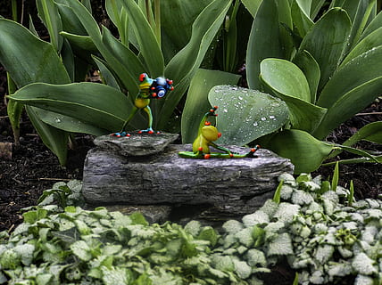 rana, compuesto, follaje, planta, capricho, humor, linda, vegetal, hoja, agricultura, flor, color verde, crecimiento, parte de la planta, naturaleza, nadie, día, fauna animal, al aire libre, animal, temas de animales, animales en la naturaleza, belleza en la naturaleza, pájaro, planta floreciendo, vertebrado, árbol, plátano, 1080P, CC0, dominio público, libre de derechos