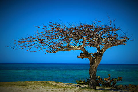 albero senza foglie, corpo, acqua, Cuba, estate, albero, albero appassito, La bellezza della natura, natura, mare, orizzonte sull'acqua, blu, la tranquillità, Paesaggi, albero nudo, cielo, bellezza nella natura, scenics - natura, terra, pianta, orizzonte, spiaggia, ambiente, nessuno, scena tranquilla, paesaggio, all'aperto, 5K, CC0, dominio pubblico, privo di copyright