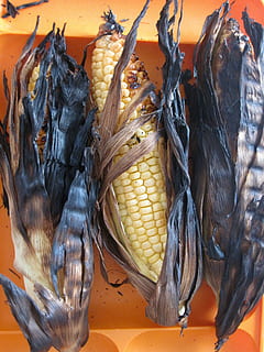 Mais, Kerne, verbrannt, Gelb, indisch, Pflanze, Gemüse, Korn, Saat, Popcorn, grillen, brennen, Schale, Lebensmittel, roden, Cob, Diät, Essen, Gesundheit, natürlich, Nein, Ernährung, beißen, Kochen, Grill, Essen und Trinken, gesundes Essen, Wohlbefinden, Frische, keine Leute, Maiskolben, Stillleben, zu verkaufen, Nahansicht, High Angle View, Tier, Markt, Tag, drinnen, Verkauf, vegetarisches Essen, 4K, CC0, gemeinfrei, lizenzfrei