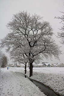 árbol, nieve, invierno, invernal, roble, agua, cavar, naturaleza, temperatura fría, planta, belleza en la naturaleza, árbol desnudo, cielo, paisajes - naturaleza, tranquilidad, cubierta, campo, escena tranquila, día, rama, nadie, tierra, transporte, al aire libre, treelined, 4K, CC0, dominio público, libre de derechos