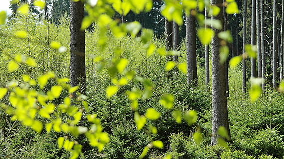 superficial, fotografía de enfoque, verde, hojeado, plantas, bosque, arboles, naturaleza, primavera, ligero, sombra, ambiente, paisaje, planta, hojas, ecología, conservación natural, protección del medio ambiente, biología, eco, tierra, orgánico, atmósfera, vivir, protección de árboles, Balance ecológico, waldsterben, proteccion, responsabilidad, crecimiento, color verde, centrarse en primer plano, al aire libre, nadie, día, belleza en la naturaleza, agricultura, amarillo, frescura, flor, enfoque selectivo, planta floreciendo, tranquilidad, árbol, de cerca, campo, fragilidad, vulnerabilidad, cabeza de flor, 5K