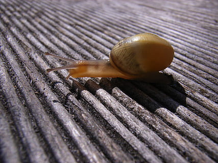snegl, skal, kravle, tæt, snegl shell, snegl, skal, natur, mollusk, langsomt, et dyr, dyre temaer, havsnegle, tæt på, ingen mennesker, dyreliv, dyr, dyr i naturen, hvirvelløse, slug, dyr antenne, kedsomhed, dyr kropsdel, høj vinkel visning, træ - materiale, selektiv fokusering, 2K, CC0, offentligt domæne, royaltyfrie