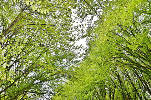 tree, landscape, nature, forest, park, green, sky, summer, sunlight, plant, weather, leaf, blue, wood, natural, wooden, green color, growth, low angle view, beauty in nature, tranquility, no people, land, trunk, day, tree trunk, branch, full frame, backgrounds, outdoors, lush foliage, scenics - nature, tree canopy, bamboo - plant, directly below, 4K, CC0, public domain, royalty free