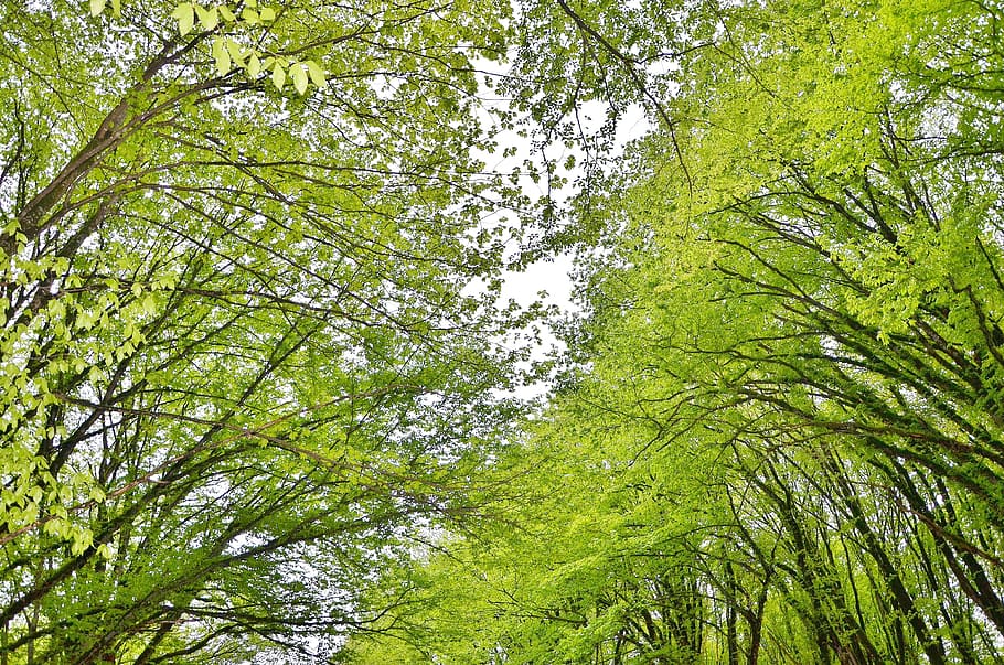 tree, landscape, nature, forest, park, green, sky, summer, sunlight, plant, weather, leaf, blue, wood, natural, wooden, green color, growth, low angle view, beauty in nature, tranquility, no people, land, trunk, day, tree trunk, branch, full frame, backgrounds, outdoors, lush foliage, scenics - nature, tree canopy, bamboo - plant, directly below, 4K