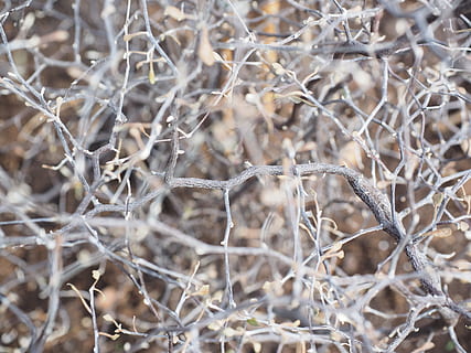 rami, guazzabuglio, arbusto a zig-zag, corokia cotoneaster, corokia cotoneaster raoul, cespuglio sempreverde, cespuglio, zigzag-shaped, argophyllaceae, aster-like, Asterales, pianta ornamentale, nessuno, pianta, natura, giorno, messa a fuoco selettiva, inverno, temperatura fredda, avvicinamento, asciutto, concentrarsi sulle conoscenze acquisite, pianta essiccata, la neve, terra, albero, fotogramma intero, sfondi, ramo, la tranquillità, ramoscello, all'aperto, pianta morta, 4K, CC0, dominio pubblico, privo di copyright
