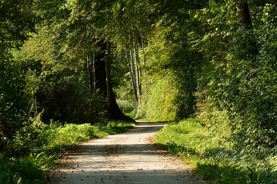 lluny, camí forestal, naturalesa, arbres, carril, ruta, tardor, senderisme, manera del paisatge, verd, idíl·lic, oci, recuperació, planta, arbre, direcció, el camí a seguir, bosc, terra, creixement, sendera, color verd, cap gent, bellesa a la natura, tranquil·litat, transport, llum solar, escena tranquil·la, dia, escena no urbana, a l'aire lliure, carretera, perspectiva decreixent, 5K