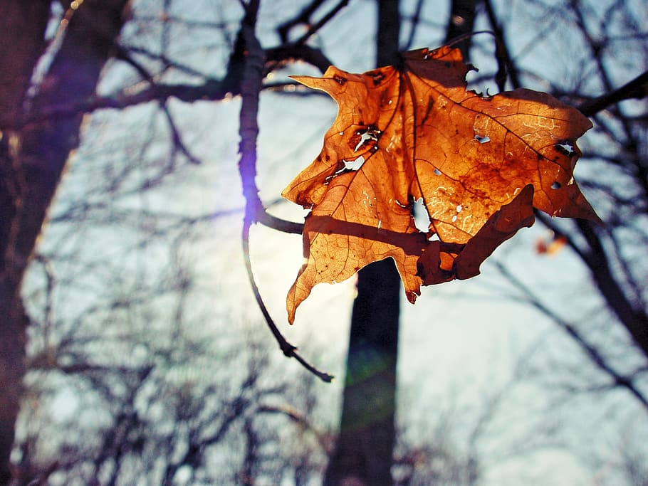 hoja, ligero, retroiluminado, ambiente, madera, soleado, otoño, parque, al aire libre, puesta de sol, rama, color, árbol, temporada, naturaleza, naranja, arce, planta, parte de la planta, centrarse en primer plano, cambio, de cerca, temperatura fría, día, nadie, invierno, árbol desnudo, belleza en la naturaleza, seco, el maletero, hojas, condición natural, hoja de arce, colección de otoño, 2K