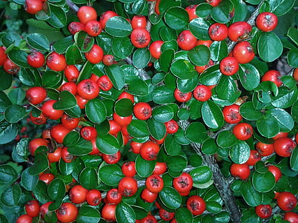 cotoneaster, baies, vermell, arbust, vermell, arbust, coberta de terra, cotoneaster horizontalis, pedra horizontalis, llit, sorres de sorra, planta, flora, botànica, cendra de muntanya, naturalesa, bígaro, branques, fulles, detall, tancar, brillant, vermell de baies, tòxics, verd, fons, color verd, menjar, marc complet, menjar i beguda, frescor, vegetals, gran grup d'objectes, alimentació saludable, benestar, fruita, cap gent, abundància, directament a sobre, mercat, primer pla, natura morta, tomàquet, 2K, CC0, domini públic, lliure de regalies