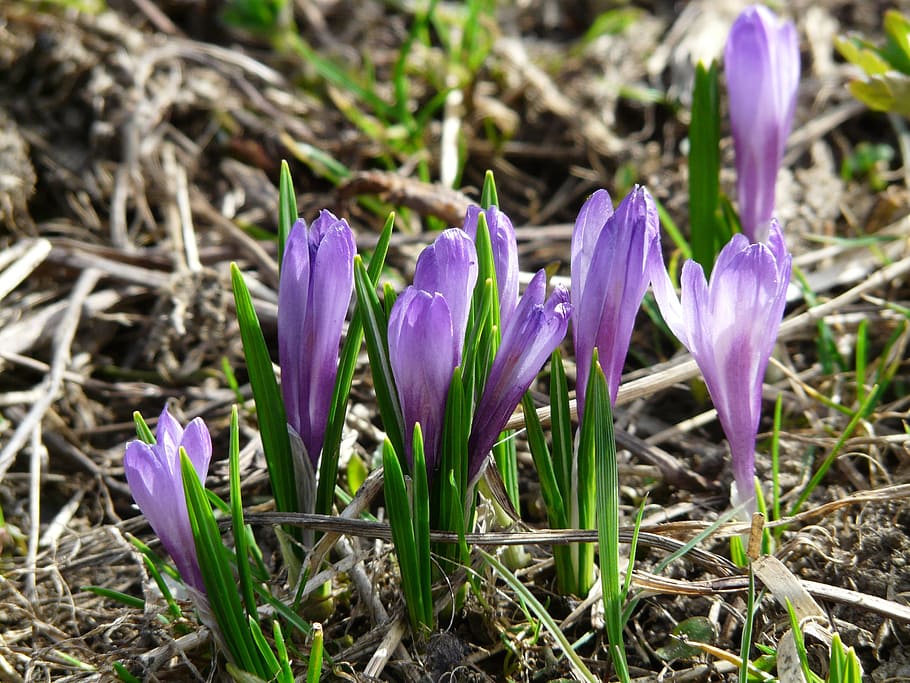 croco primaverile, croco, blu, viola, fiori, fiorire, fioritura, croco vernus, zafferano primaverile, croco alpino, prato di montagna, tossico, fiore, pianta fiorita, vulnerabilità, fragilità, pianta, bellezza nella natura, freschezza, iris, crescita, petalo, natura, avvicinamento, terra, campo, testa di fiore, nessuno, infiorescenza, giorno, all'aperto, primavera, 2K