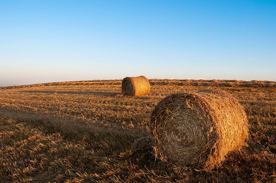 fenc, bales, camps, Agricultura, país, rural, collita, bala, paisatge, camp, granja, escena rural, terra, cel, planta, naturalesa, paller, tranquil·litat, enrotllat, escena tranquil·la, escenics - natura, medi ambient, cap gent, bellesa a la natura, a l'aire lliure, 4K