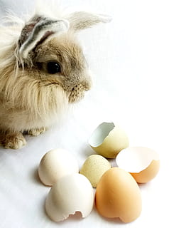 bunny, kanin, påske, eggeskall, egg, pattedyr, dyre temaer, dyr, kjæledyr, ett dyr, husdyr, innenlands, virveldyr, innendørs, ingen folk, nærbilde, dyreliv, gnager, studio skudd, hvit bakgrunn, kanin - dyr, mat, søt, dyr hode, 2K, CC0, offentlig domene, opphavsrett gratis