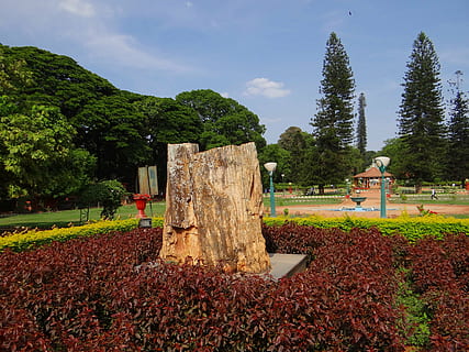 fossile, tronco d'albero, impietrito, albero, geologia, roccia, parco, Karnataka, India, pianta, natura, crescita, giorno, colore verde, terra, cielo, persone reali, campo, bellezza nella natura, all'aperto, architettura, erba, stili di vita, foglia, la tranquillità, uomini, attività di svago, struttura costruita, modificare, 4K, CC0, dominio pubblico, privo di copyright