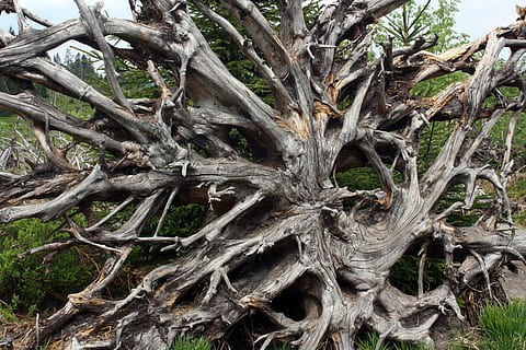 endavant, arrel, lothar, bosc Negre, bolcada, vent, bosc, arbre, dia, naturalesa, cap gent, a l'aire lliure, tronc de l'arbre, planta, tronc, terra, creixement, branca, part de la planta, tranquil·litat, bellesa a la natura, camp, material de fusta, retorçat, planta morta, 4K, CC0, domini públic, lliure de regalies