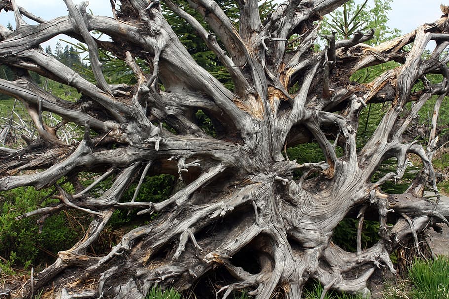 endavant, arrel, lothar, bosc Negre, bolcada, vent, bosc, arbre, dia, naturalesa, cap gent, a l'aire lliure, tronc de l'arbre, planta, tronc, terra, creixement, branca, part de la planta, tranquil·litat, bellesa a la natura, camp, material de fusta, retorçat, planta morta, 4K