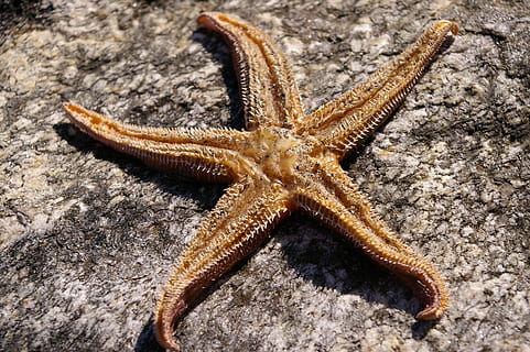 bintang laut, kering, struktur, bintang, pengeringan udara, permukaan, batu, meeresbewohner, air, satu binatang, tema binatang, binatang di alam liar, satwa liar hewan, hewan, laut, bentuk bintang, merapatkan, alam, kehidupan laut, tidak ada orang, padat, hari, bentuk, tampilan sudut tinggi, tanah, di luar rumah, 2K, CC0, domain publik, bebas royalti