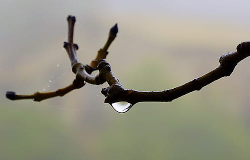 fallen, Wasser, Makro, Feuchtigkeit, regnet, nass, bilden, Natur, regnerisch, dämpfen, Rocio, Regen, Schönheit, Fokus auf den Vordergrund, keine Leute, draußen, Tag, Ast, Pflanze, Baum, Zweig, Nahansicht, Schönheit in der Natur, Himmel, Zerbrechlichkeit, Ruhe, Verletzlichkeit, Regentropfen, 1080P, CC0, gemeinfrei, lizenzfrei