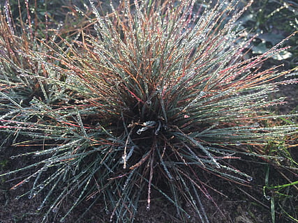 saisir, rosée, herbe, plante, croissance, la nature, terre, personne, journée, beauté dans la nature, fermer, champ, tranquillité, plante succulente, arbre, en plein air, cactus, vue grand angle, se concentrer sur le premier plan, épine, branche, forêt, aiguille - partie de la plante, conifère, pin, pointu, 2K, CC0, domaine public, libre de droits