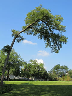 tree, bent tree, bent, branches, landscape, environment, scenery, sky, blue, clouds, plant, grass, field, nature, growth, green color, land, day, beauty in nature, no people, tranquility, tranquil scene, sunlight, outdoors, scenics - nature, 2K, CC0, public domain, royalty free