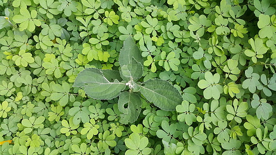 enhed, græs, grøn, forskellige, skovbund, blad, grøn farve, plante, landbrug, natur, vækst, plante del, fuld ramme, skønhed i naturen, dag, ingen mennesker, baggrunde, tæt på, udendørs, høj vinkel visning, vand, friskhed, blade, skrøbelighed, sårbarhed, kløver, flyder på vandet, dug, 2K, CC0, offentligt domæne, royaltyfrie