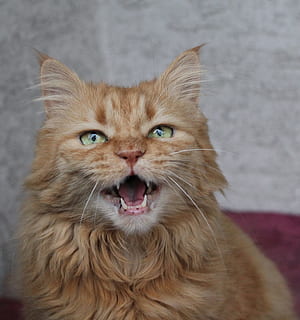 Fotografie, langes Fell, braun, Katze, Miau, süß, Makrele, rote Katze, Haustiere, Hauskatze, Kamera betrachten, ein Tier, Porträt, Tierthemen, inländisch, Säugetier, Wirbeltier, katzenartig, Whisker, Nahansicht, drinnen, keine Leute, Tierkörperteil, Fokus auf den Vordergrund, Mund offen, Tierauge, 2K, CC0, gemeinfrei, lizenzfrei