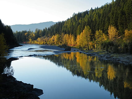 riu, envoltat, arbres, flathead river, forquilla mitjana, tardor, caure, roques, escènic, paisatge, a l'aire lliure, calma, pacífica, parc nacional de glaceres, montana, EUA, arbre, aigua, bellesa a la natura, planta, escenics - natura, tranquil·litat, escena tranquil·la, llac, escena no urbana, reflexió, cap gent, naturalesa, creixement, idíl·lic, dia, davant del mar, cel, terra, remot, aigua que flueix, 1080P, CC0, domini públic, lliure de regalies