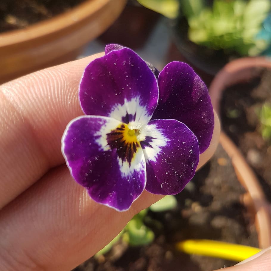 violett, Blume, Welt, eine Person, menschliches Körperteil, menschliche Hand, lila, halten, blühende Pflanze, Hand, Frische, Pflanze, Verletzlichkeit, Zerbrechlichkeit, Schönheit in der Natur, Blütenkopf, Nahansicht, Blütenstand, Fokus auf den Vordergrund, Finger, Blütenblatt, Körperteil, Pollen, 2K