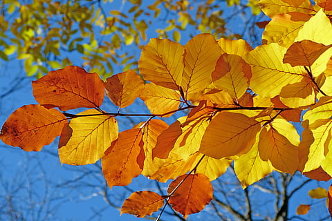 Castanho, amarelo, folha, dia, folhagem, faia, sai, outono, cores brilhantes, contraste, leve, natureza, rameau, fechar-se, ao ar livre, ninguém, azul, beleza na natureza, parte da planta, mudança, plantar, focar em primeiro plano, árvore, visão de baixo ângulo, ramo, crescimento, céu, tranquilidade, cor laranja, coleção de outono, condição natural, 4K, CC0, domínio público, royalty free