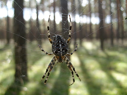 spider, macro, cobweb, araneus, nature, insect, spider web, invertebrate, animal themes, one animal, animals in the wild, animal wildlife, arachnid, animal, fragility, arthropod, focus on foreground, close-up, vulnerability, animal leg, no people, day, web, outdoors, complexity, 2K, CC0, public domain, royalty free