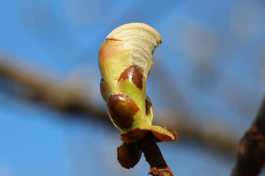 primavera, fulles, brot, branca, primer pla, planta, frescor, naturalesa, centrar-se en primer pla, cap gent, creixement, menjar, bellesa a la natura, menjar i beguda, dia, flor, fruita, a l'aire lliure, inicis, nova vida, enfocament selectiu, alimentació saludable, blau, 2K