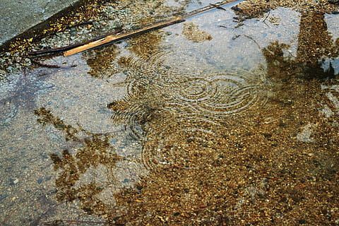 riak, kolam, refleksi, endapan, bahaya, satu binatang, tidak ada orang, binatang di alam liar, tema binatang, satwa liar hewan, air, alam, hari, pohon, menanam, di luar rumah, bertekstur, merapatkan, tampilan sudut tinggi, pola, latar belakang, genangan air, bingkai penuh, pertumbuhan, tanah, basah, kasar, kulit, 5K, CC0, domain publik, bebas royalti