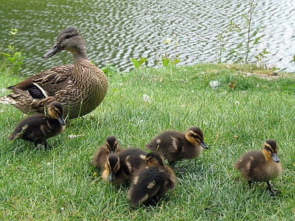 winzig, Entlein, Entenküken, Ente, Gras, Rasen, Wasser, Teich, See, Frühling, Tierthemen, Gruppe von Tieren, Tier, Jungtier, Vogel, Tiere in freier Wildbahn, Tierwelt, Wirbeltier, Pflanze, grüne Farbe, Natur, junger Vogel, keine Leute, Feld, Tierfamilie, Land, Tag, draußen, Gänschen, 720P, CC0, gemeinfrei, lizenzfrei