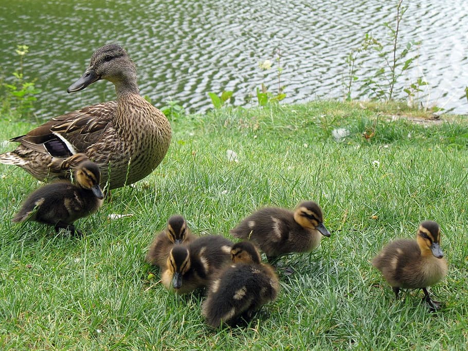 petit, aneguet, ànecs, ànec, herba, gespa, aigua, estany, llac, primavera, temes d'animals, grup d’animals, animal, animal jove, ocell, animals a la natura, fauna animal, vertebrats, planta, color verd, naturalesa, ocell jove, cap gent, camp, família d’animals, terra, dia, a l'aire lliure, gosling, 720P