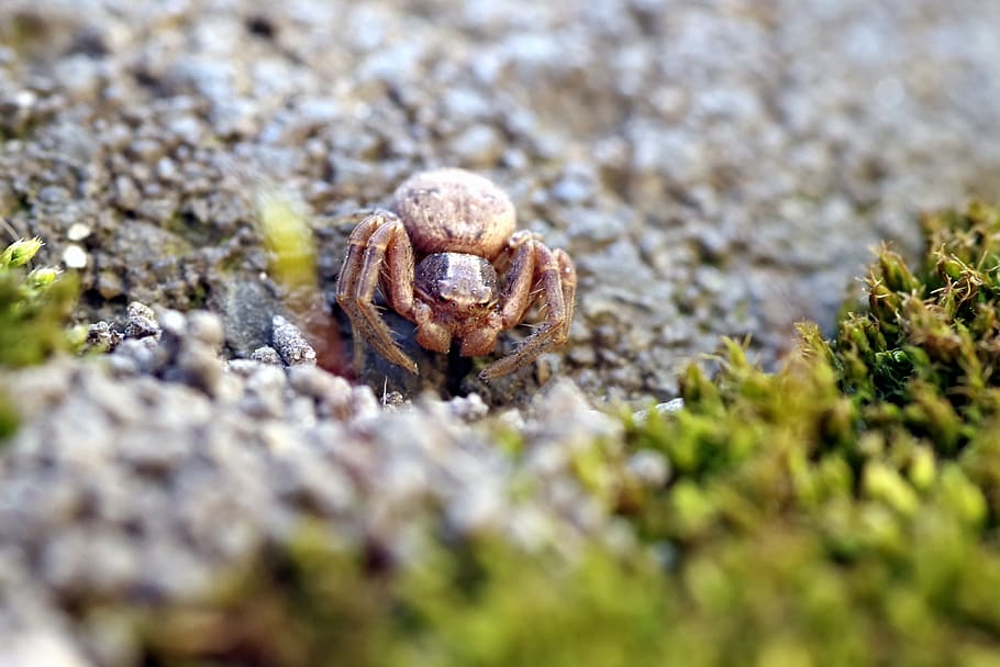 Spider, Small, Insect, tiny, a small insect, arachnid, huddled, on earth, frightening, one animal, animal themes, animals in the wild, selective focus, animal wildlife, no people, animal, close-up, nature, day, land, invertebrate, outdoors, plant, field, crab, textured, animal body part, sand, beauty in nature, marine, 4K