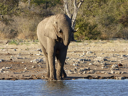 vida salvatge, elefant, namibia, animal, temes d'animals, fauna animal, animals a la natura, mamífer, un animal, vertebrats, aigua, dia, naturalesa, davant del mar, elefant africà, safari, arbre, part del cos dels animals, tronc d’animals, cap gent, a l'aire lliure, beure, herbívors, 2K, CC0, domini públic, lliure de regalies
