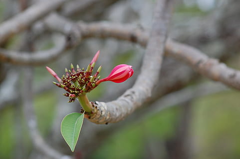pumpurai, gėlė, rožinis, pavasarį, gėlių, žiedas, lapai, žydi, žiedlapis, flora, šviežias, filialas, sodas, medis, botanikos, subtilus, stiebo, trapus, sezoną, augalų, grožis gamtoje, žydintys augalai, Iš arti, pobūdį, augimą, šviežumas, trapumas, sutelkti dėmesį į naujas žinias, pažeidžiamumas, raudona, nėra žmonių, dieną, žiedynas, rausvos spalvos, lauke, gėlių galva, 2K, CC0, Viešasis domenas, nemokamai