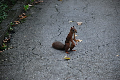 scoiattolo, Marrone, selvaggio, carina, nager, natura, roditore, scalata, temi animali, animale, fauna selvatica, mammifero, un animale, animali allo stato selvatico, cibo, vertebrato, nessuno, primate, cibo e bevande, scimmia, giorno, mangiare, frutta, mangiare sano, all'aperto, vista dall'alto, bocca aperta, Affamato, 4K, CC0, dominio pubblico, privo di copyright