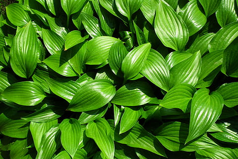 list, hosta list, jaro, rostlina, Příroda, zahrada, zelená barva, rostlinné části, celý rám, pozadí, detail, nikdo, krása v přírodě, růst, svěžest, listy, den, venku, vzor, vysoký úhel pohledu, svěží zeleň, slunečního světla, 2K, CC0, veřejná doména, bez autorských práv