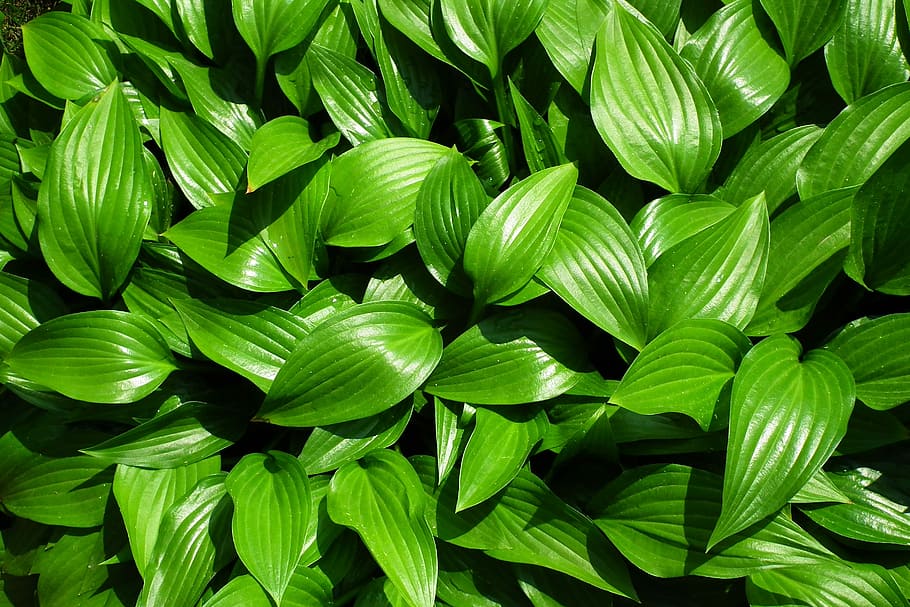 full, fulla hosta, primavera, planta, naturalesa, jardí, color verd, part de la planta, marc complet, fons, primer pla, cap gent, bellesa a la natura, creixement, frescor, fulles, dia, a l'aire lliure, patró, vista d’angle alt, exuberant fullatge, llum solar, fullatge, 2K
