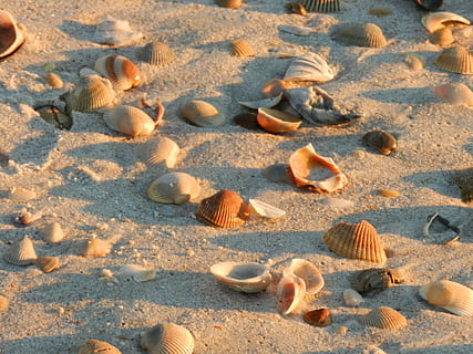 Muscheln, Strand, Sand, Muschel, Ufer, Land, Natur, Tierwelt, Schale, keine Leute, Sonnenlicht, Tag, Schönheit in der Natur, Tierhülle, High Angle View, Meer, Ruhe, Wasser, Tier, Vollbild, draußen, Hintergründe, Marine, Kieselstein, 4K, CC0, gemeinfrei, lizenzfrei