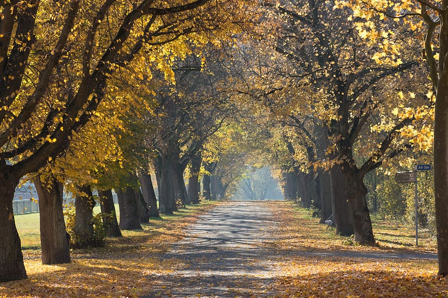 gris, carretera, arbres de fulles d'auró, datime, arbres, camí caminant, parc, caure, tardor, branques, fullatge, Camí, caminar, bosc, naturalesa, a l'aire lliure, paisatge, escènic, arbre, cap gent, escenics, dia, bellesa a la natura, planta, direcció, el camí a seguir, canvi, treelined, perspectiva decreixent, tranquil·litat, sendera, creixement, tronc de l'arbre, tronc, escena tranquil·la, escenics - natura, terra, copa de l'arbre, col·lecció de tardor, 4K