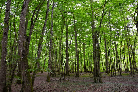 bosc de la pluja verda, bosc, fons, verd, estructura, arbres, molsa, naturalesa, textura, llum, tardor, llum solar, fulles, bokeh, fora de focus, patró, corones, tancar, simètric, restauració de fons, dekblaetter, silvicultura, horitzons forestals, místic, escorça de roure, vermell, horitzó, humor, simetria, feix de llum, sol, coníferes, branca, fusta, arbre, planta, terra, tranquil·litat, bellesa a la natura, creixement, tronc de l'arbre, tronc, color verd, escena tranquil·la, escena no urbana, cap gent, exuberant fullatge, medi ambient, bambú - planta, bosc de bambú, escenics - natura, a l'aire lliure, 4K, CC0, domini públic, lliure de regalies
