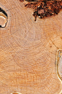 fusta, textura, node, vell, eix, planta, troncs, taula, fons, patró, material de fusta, arbre, cap gent, marc complet, marró, dia, escorça, monstre de l'arbre, naturalesa, primer pla, a l'aire lliure, anell d’arbre, vista d’angle alt, aspre, bosc, gra de fusta, 4K, CC0, domini públic, lliure de regalies