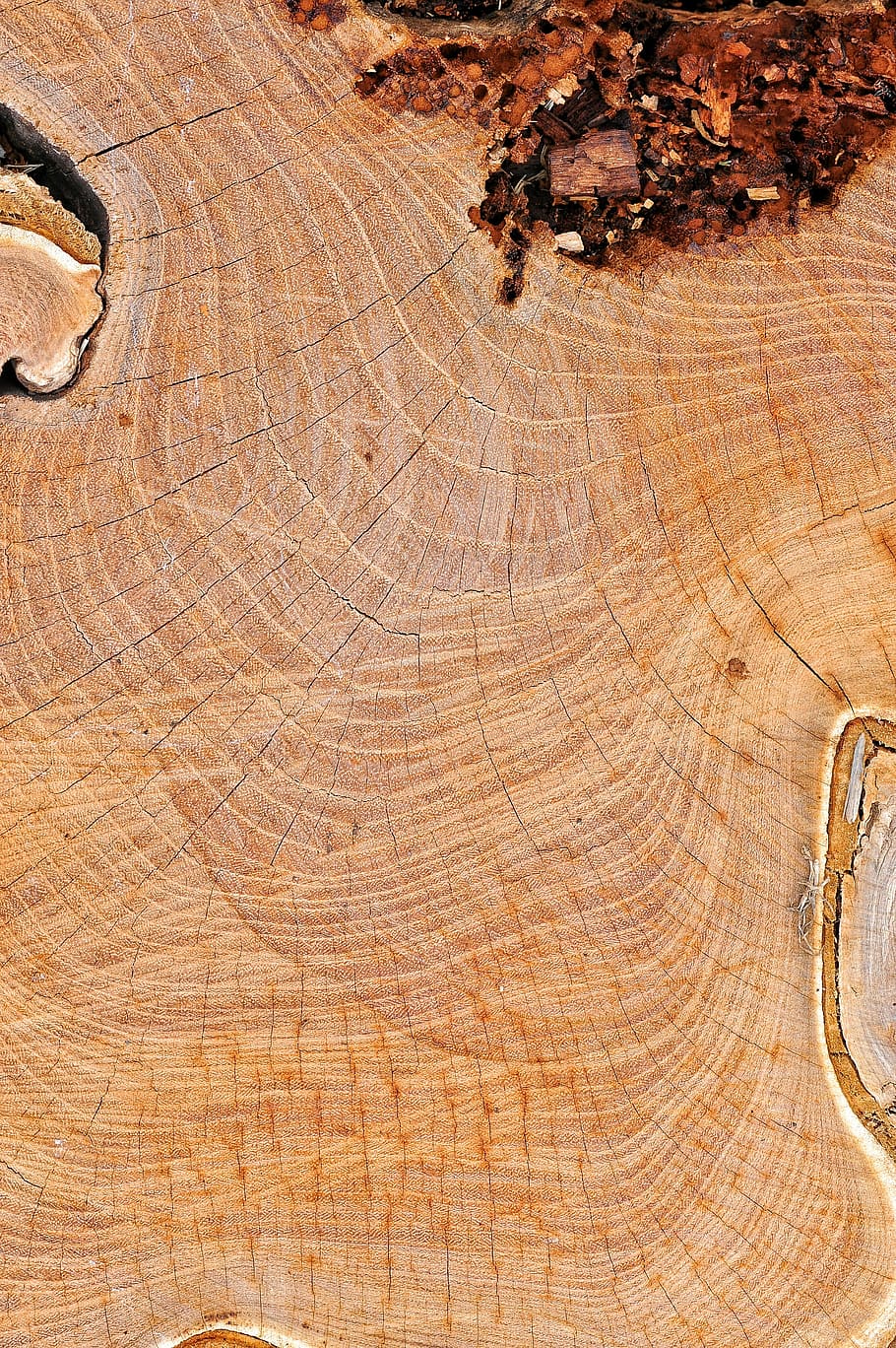 fusta, textura, node, vell, eix, planta, troncs, taula, fons, patró, material de fusta, arbre, cap gent, marc complet, marró, dia, escorça, monstre de l'arbre, naturalesa, primer pla, a l'aire lliure, anell d’arbre, vista d’angle alt, aspre, bosc, gra de fusta, 4K